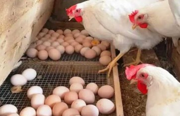 اسعار الدواجن والبيض