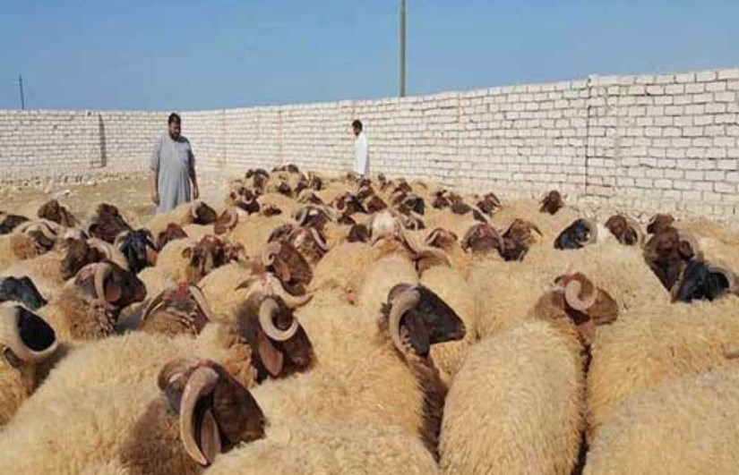 أسعار الأضاحي أسعار الأضاحي