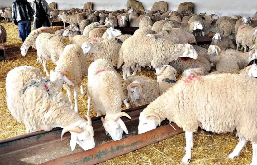 خروف العيد خروف العيد