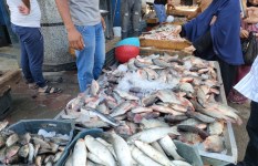 سعر الأسماك اليوم